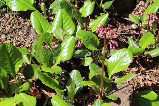 Bergenia purpurascens - Purpur Bergenie