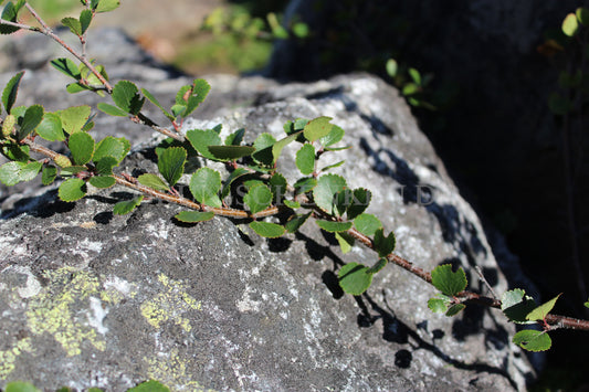 Betula glandulosa - American dwarf birch