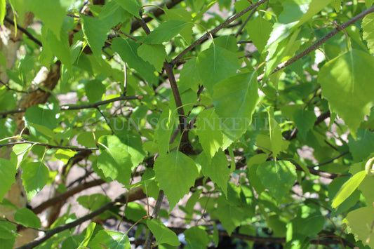 Betula pendula - Hängebirke