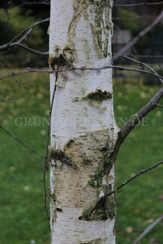 Betula pendula subsp. mandshurica - Mandschurische Birke