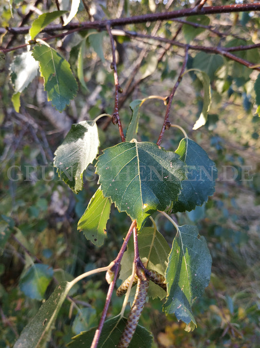 Betula pubescens - Moorbirke