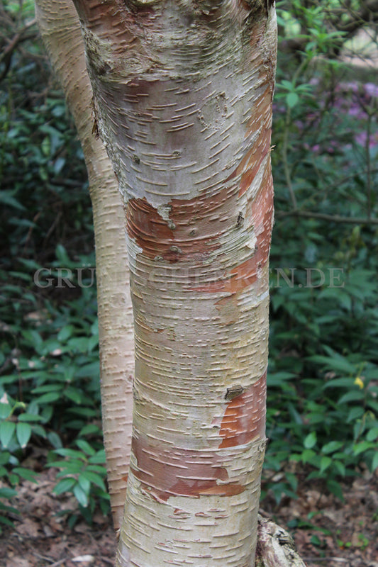 Betula utilis subsp. albosinensis - Kupferbirke