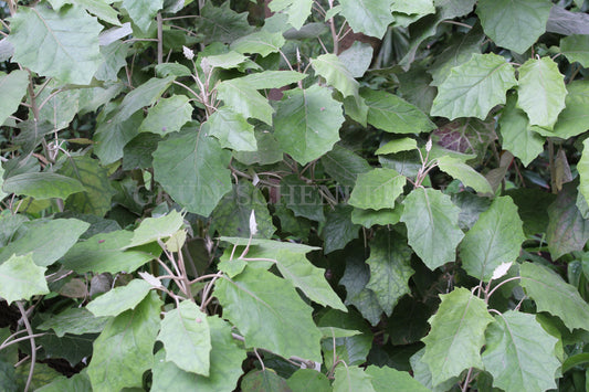 Brachyglottis repanda - Bushman's Friend