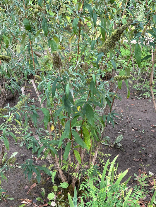 Buddleja davidii - Sommerflieder