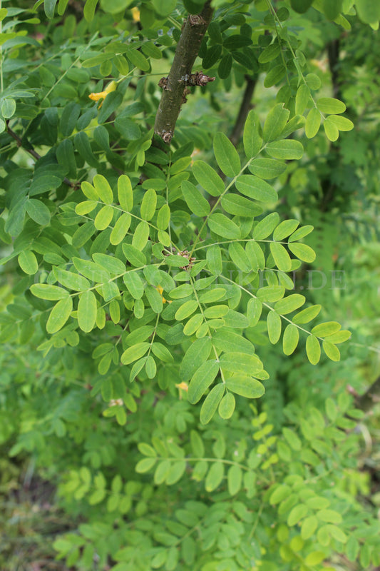 Caragana turkestanica - Turkestanischer Erbsenstrauch