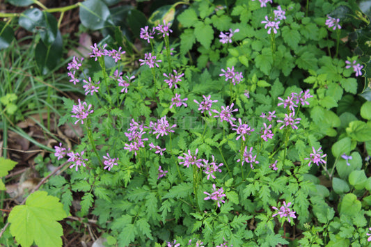 Cardamine chelidonia