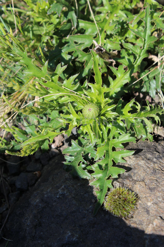 Carduus defloratus - Alpen-Distel