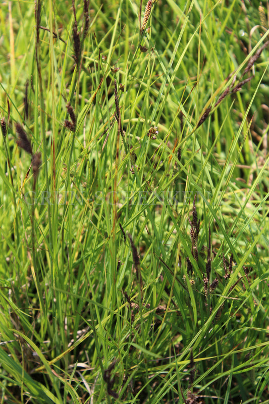 Carex nigra - Braun-Segge
