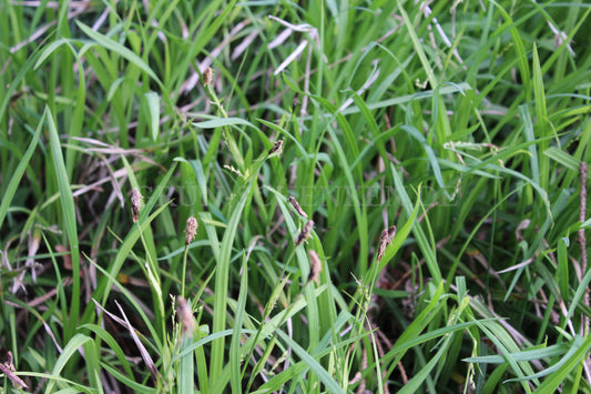 Carex umbrosa - Schatten-Segge