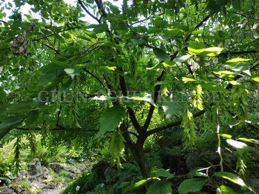Carpinus laxiflora - Koreanische Hainbuche