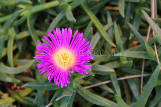 Carpobrotus virescens