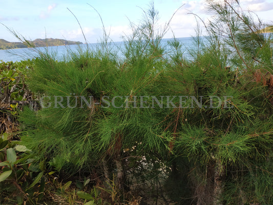 Casuarina equisetifolia - Schachtelhalmblättrige Kasuarine