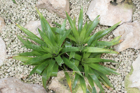 Catopsis minimiflora