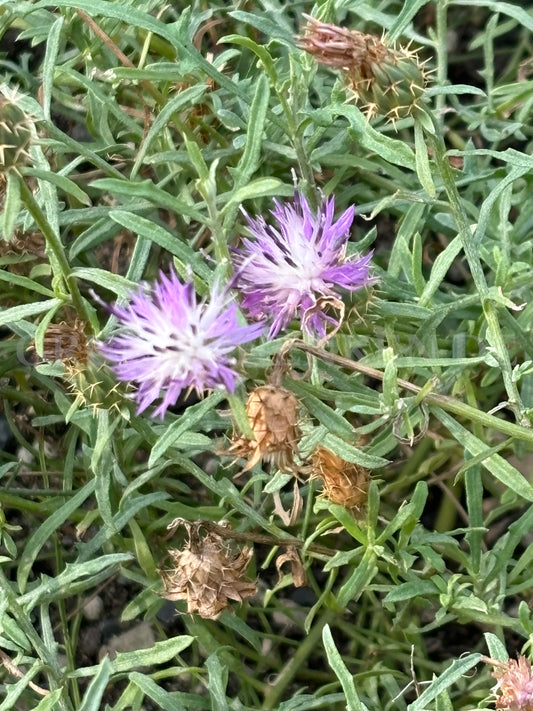 Centaurea aspera - Rauhe Flockenblume