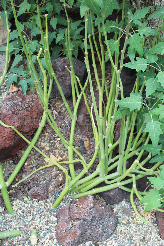 Ceropegia dichotoma - Gabelige Leuchterblume