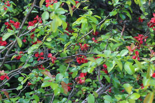 Chaenomeles japonica - Japanische Zierquitte