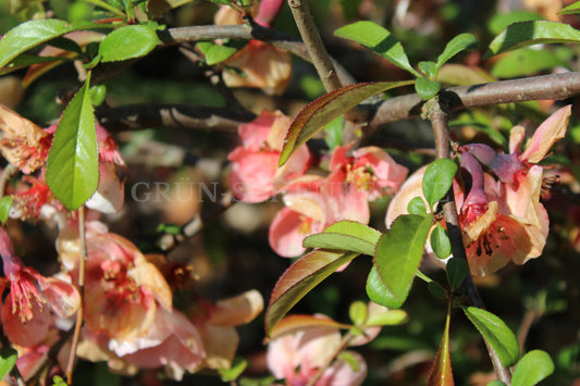 Chaenomeles speciosa - Chinesische Zierquitte