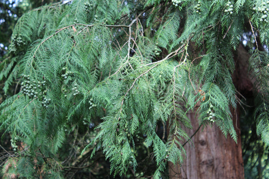 Chamaecyparis lawsoniana - Lawsons Scheinzypresse
