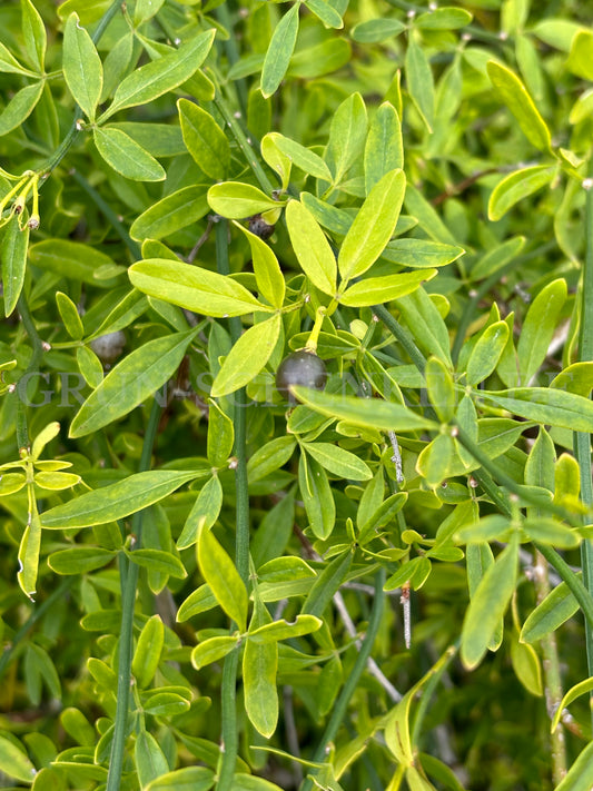 Chrysojasminum fruticans - Strauch-Jasmin