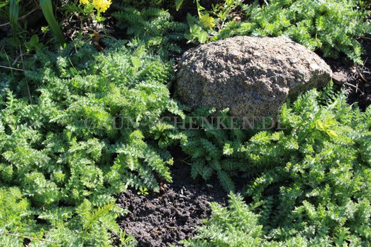 Cirsium acaule - Stängellose Kratzdistel