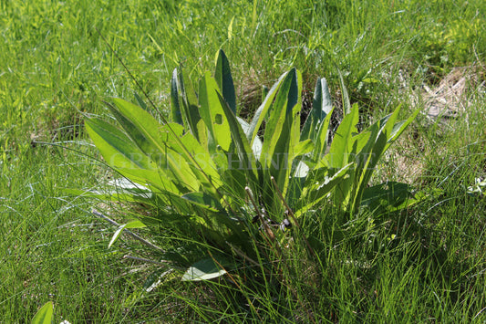 Cirsium monspessulanum - Montpellier-Kratzdistel