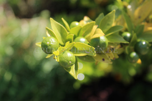 Citrus × aurantium - Bitterorange