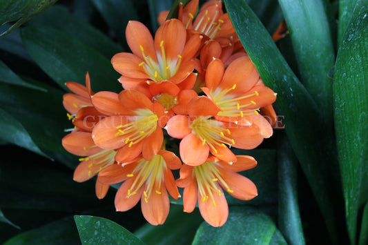 Clivia miniata - Riemenblatt