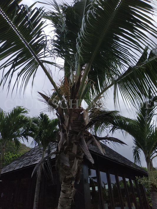Cocos nucifera - Kokospalme