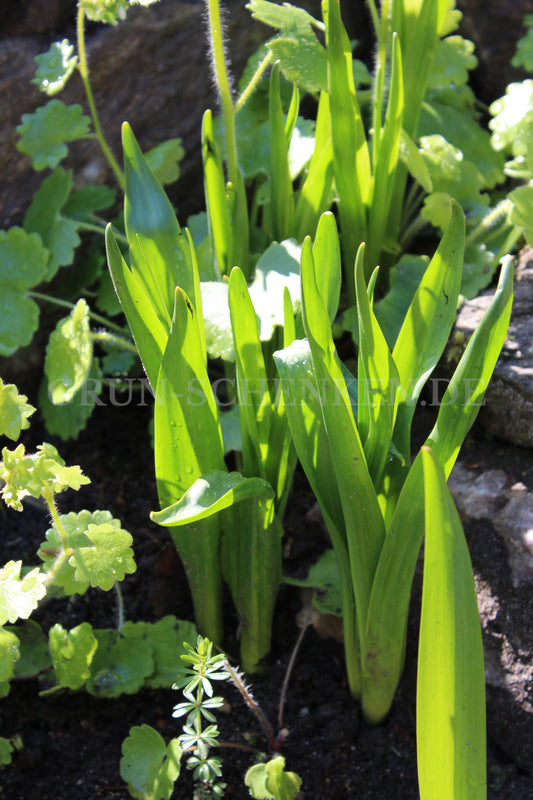 Colchicum autumnale - Herbstzeitlose