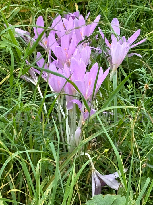 Colchicum autumnale - Herbstzeitlose