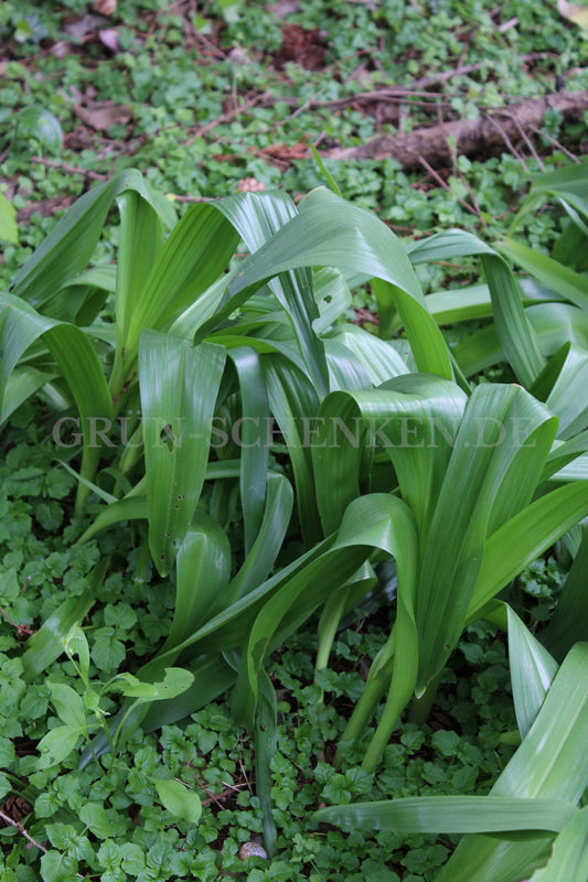 Colchicum cilicicum - Zilizische Zeitlose