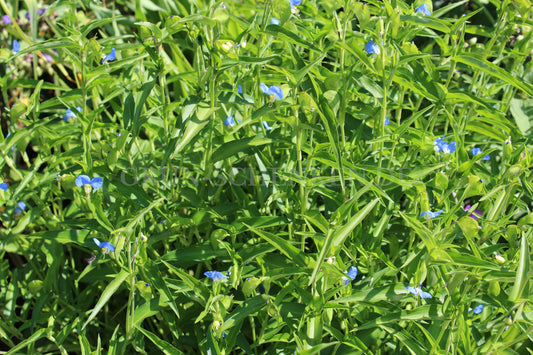 Commelina tuberosa - Blaue Tagblume