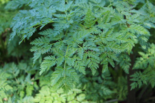 Conium maculatum - Gefleckter Schierling