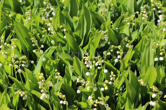 Convallaria majalis - Maiglöckchen