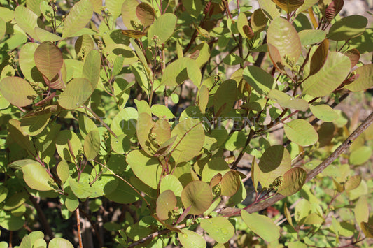 Cotinus coggygria - Perückenstrauch