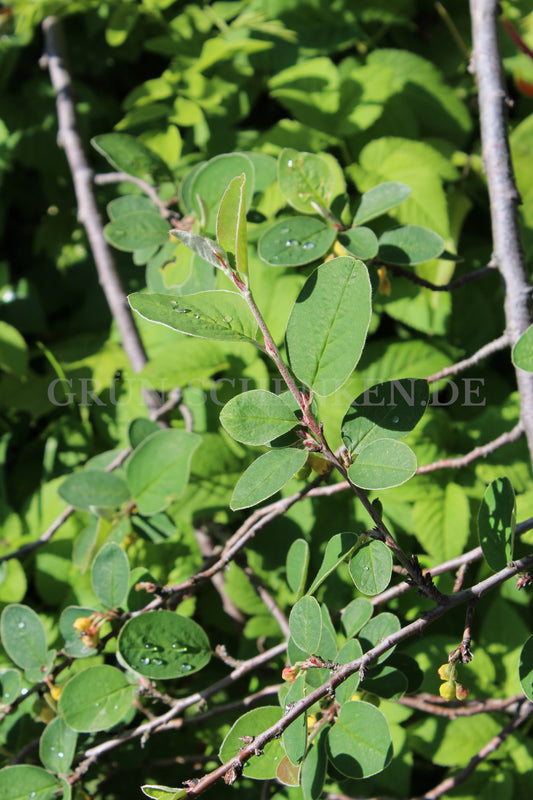 Cotoneaster integerrimus - Gewöhnliche Zwergmispel