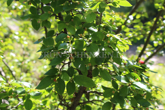 Cotoneaster niger - Schwarze Zwergmispel