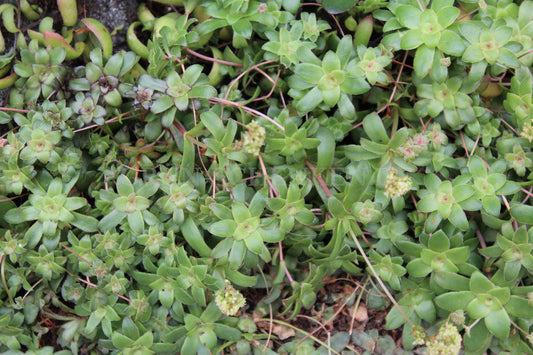 Crassula orbicularis