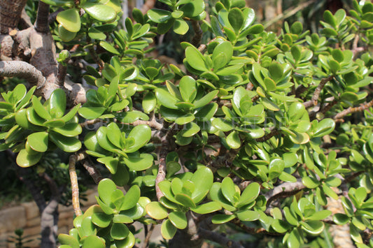 Crassula ovata - Geldbaum