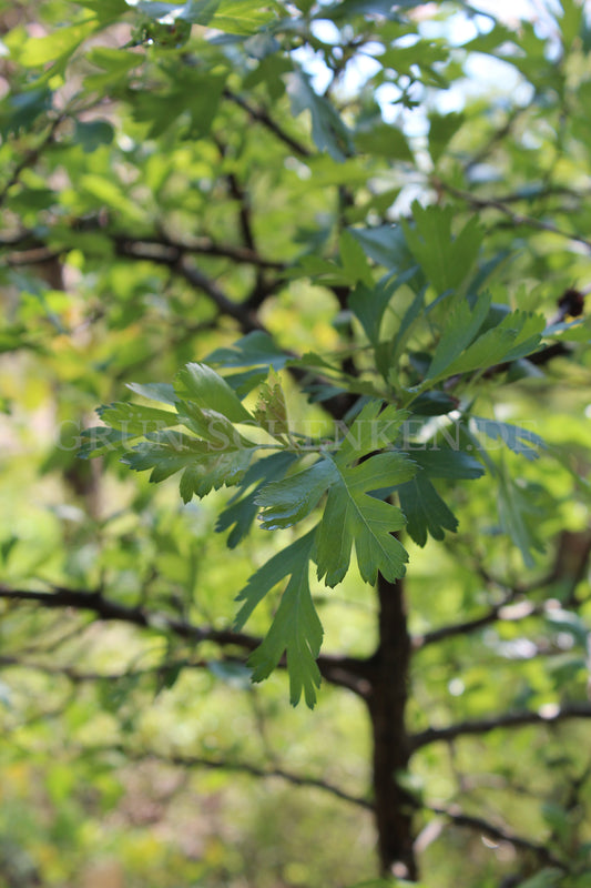 Crataegus pontica - Pontischer Weißdorn