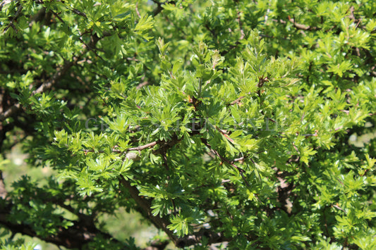 Crataegus tanacetifolia