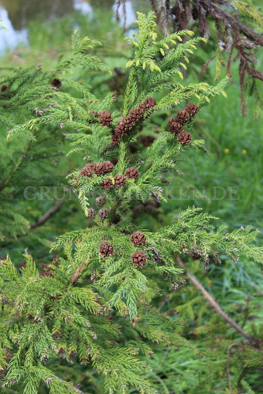 Cryptomeria japonica - Sicheltanne