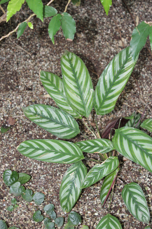 Ctenanthe oppenheimiana