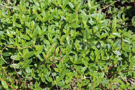 Daphne alpina - Alpen-Seidelbast