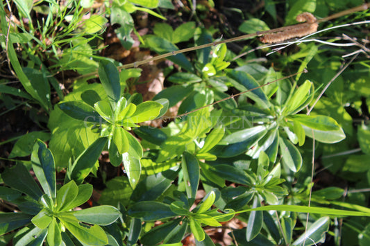 Daphne laureola - Lorbeer-Seidelbast