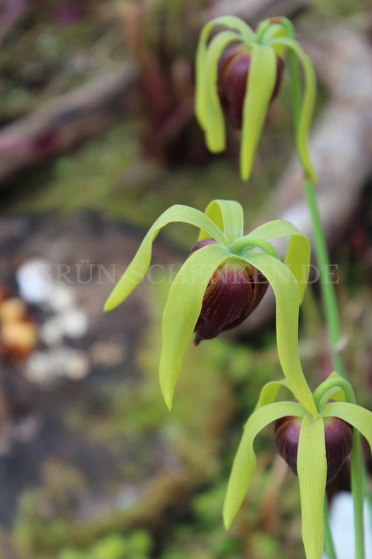 Darlingtonia californica - Kobralilie