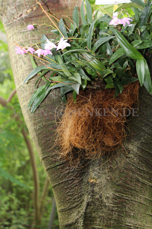 Dendrobium kingianum