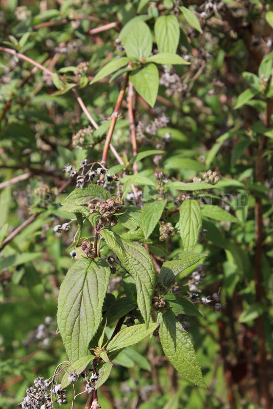 Deutzia longifolia - Langblättrige Deutzie