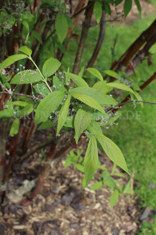 Deutzia × wilsonii