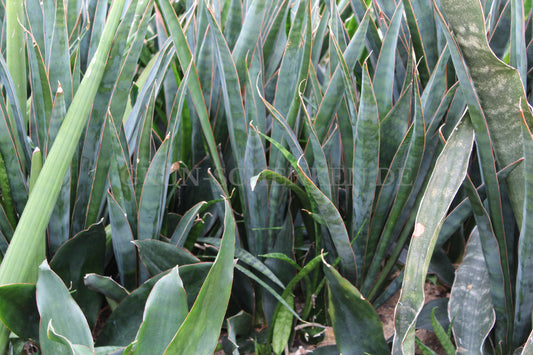 Dracaena pethera